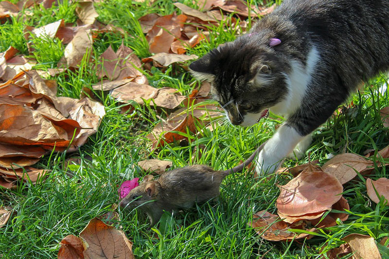 Kočka loví myš
